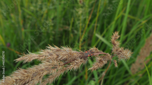 close up of grass