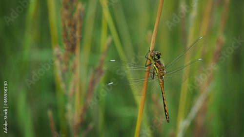 dragonfly resting on a leaf © Anton