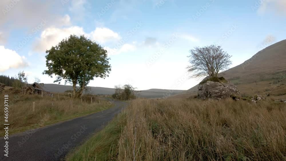 Tree next to single track road growing through a stone in County Donegal - Ireland Tree next to single track road growing through a stone in County Donegal - Ireland