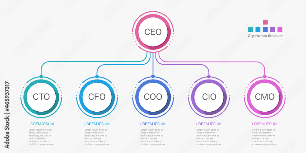 Infographic organization structure executive positions business vector