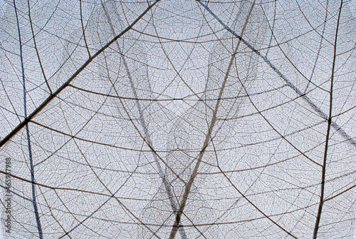 Close-up of a leaf. skeleton leaf leaves with a transparent shape. the leaves look abstract from nature and have a pattern at the seamless background for text and advertising.