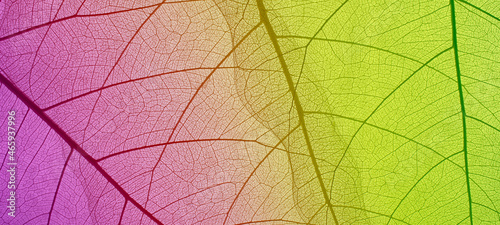 Top view of the leaf. Colorful skeleton leaf leaves with a transparent shape .abstract leaves from nature with a beautiful background in ultraviolet color for text and advertising