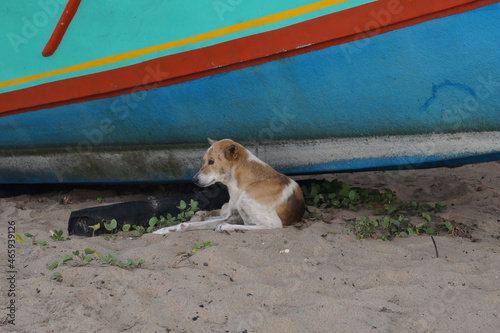 Stray dog resting under a boat © sravan