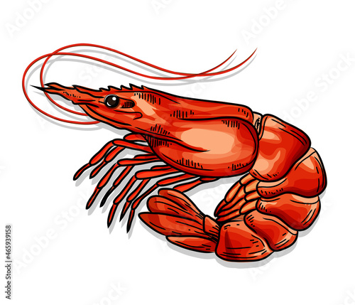 vcetor. Red cooked prawn or tiger shrimp isolated on white background as package design element