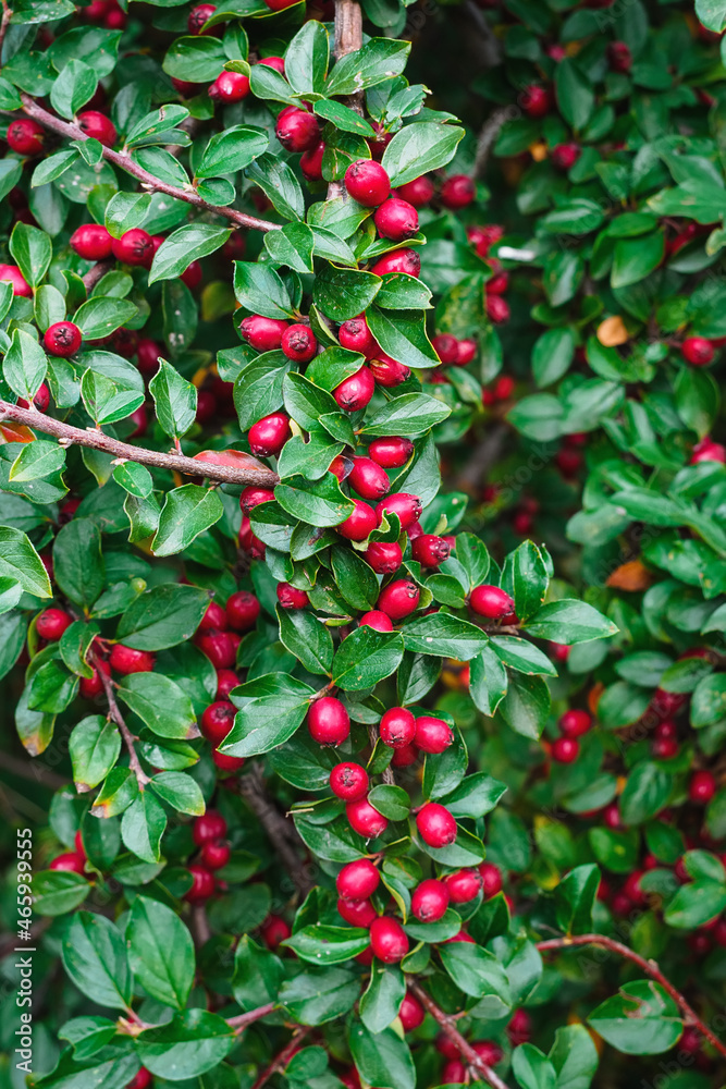 ripe red shiny berries cotoneaster on a branch ripe red shiny berries cotoneaster on a branch