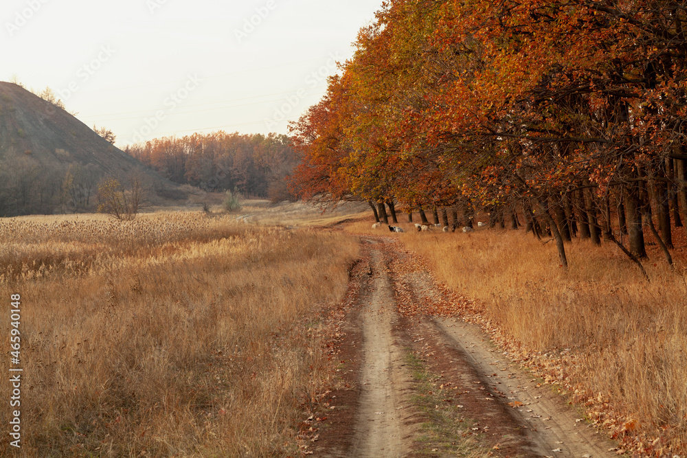 Dirt road along autumn forest