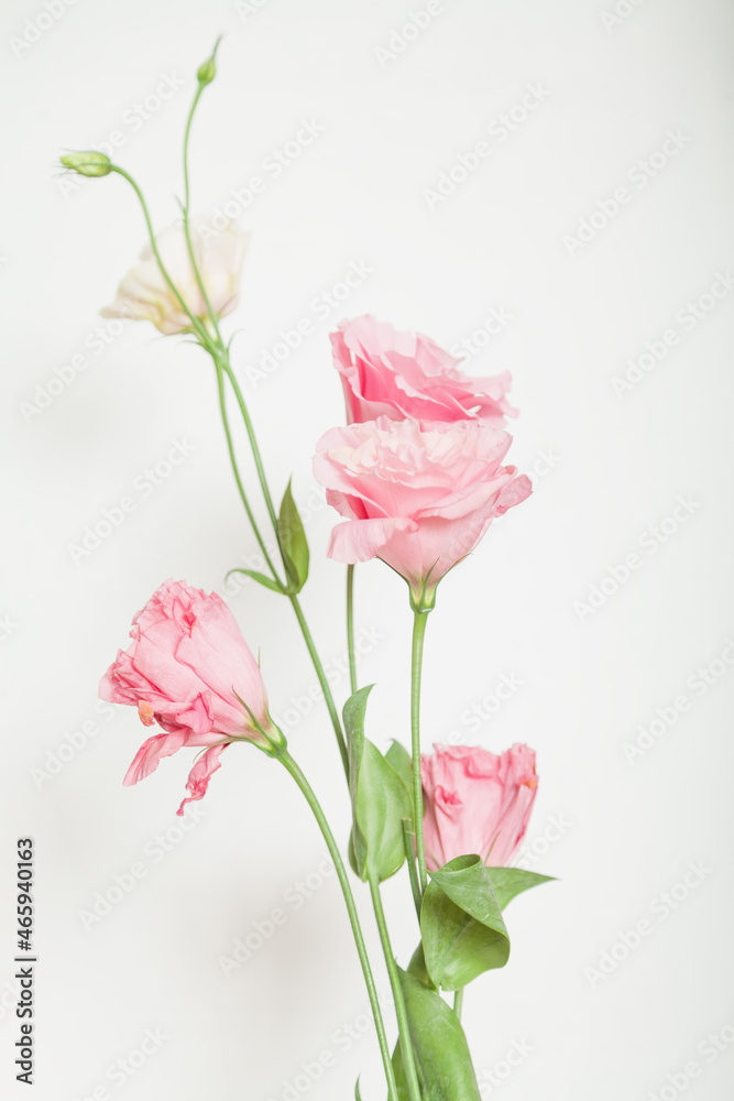 Bouquet of eustoma flowers of pink shades on  white background