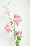 Bouquet of eustoma flowers of pink shades on  white background
