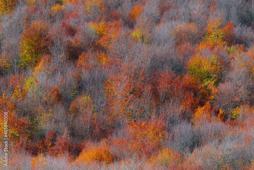 Colorful autumn trees on a mountain slope