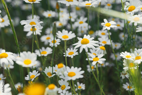 closeup of set of daisies in the grass