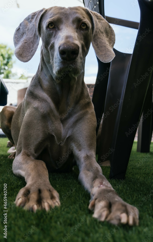 Fototapeta premium portrait of weimaraner in the garden