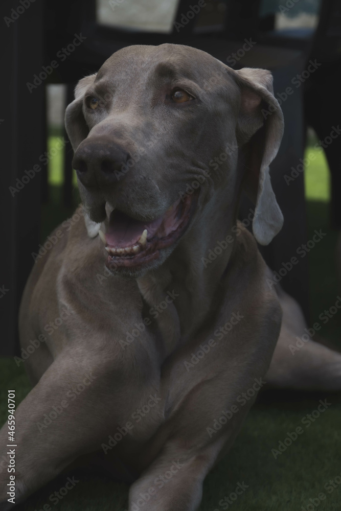 portrait of weimaraner in the garden