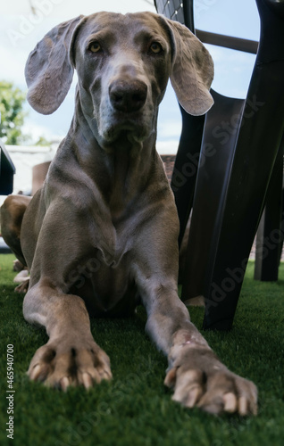 portrait of weimaraner in the garden