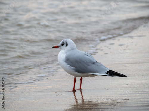 Seagull walking along the seashore. Seagull standing on the sandy beach of the sea.