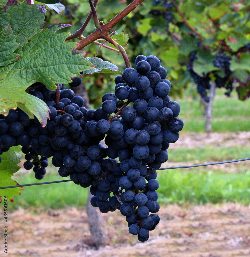 Bunches of dark violet grapes on grapevines 
