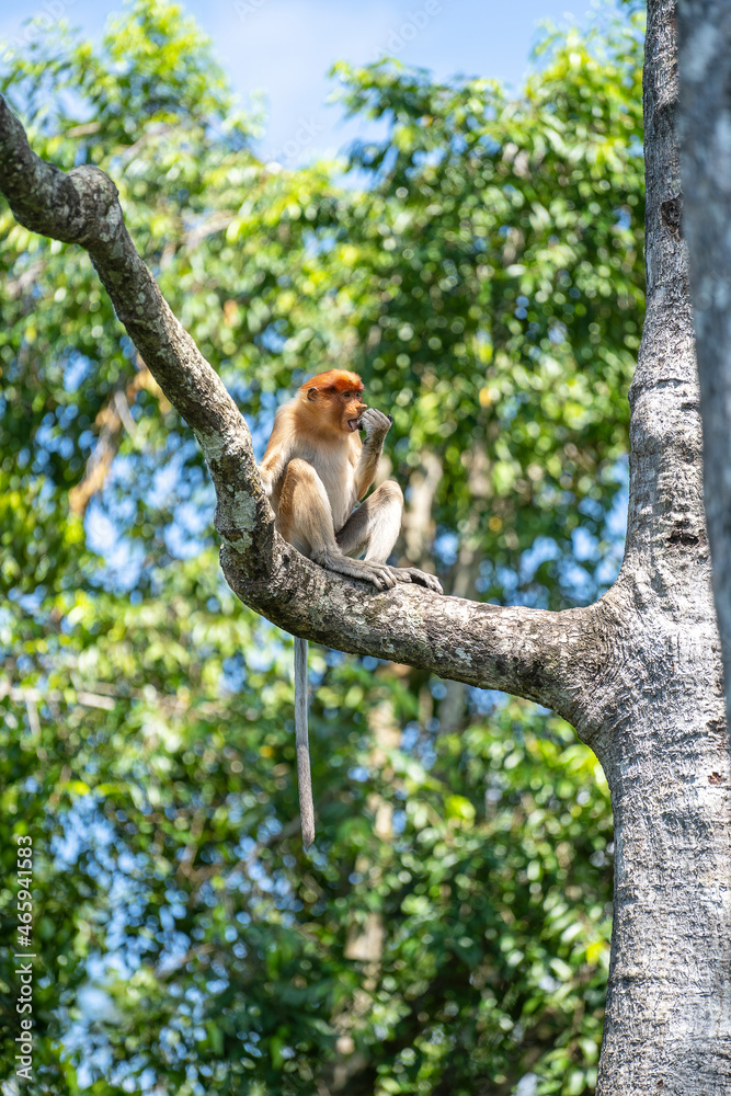 Fototapeta premium Family of wild Proboscis monkey or Nasalis larvatus, in the rainforest of island Borneo, Malaysia, close up