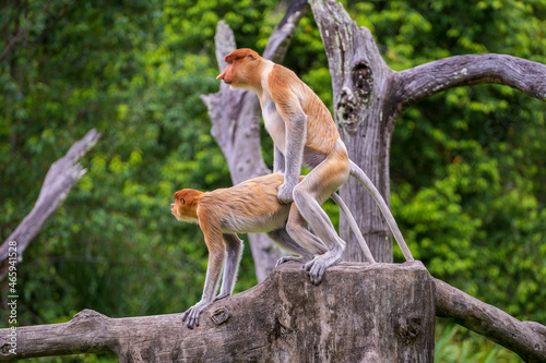 Pair of wild Proboscis monkeys makes love in the rainforest of island Borneo, Malaysia photo