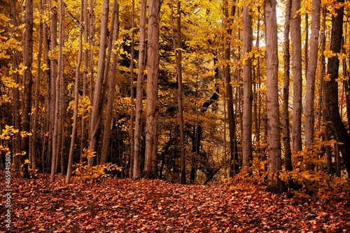 Jesień w lesie