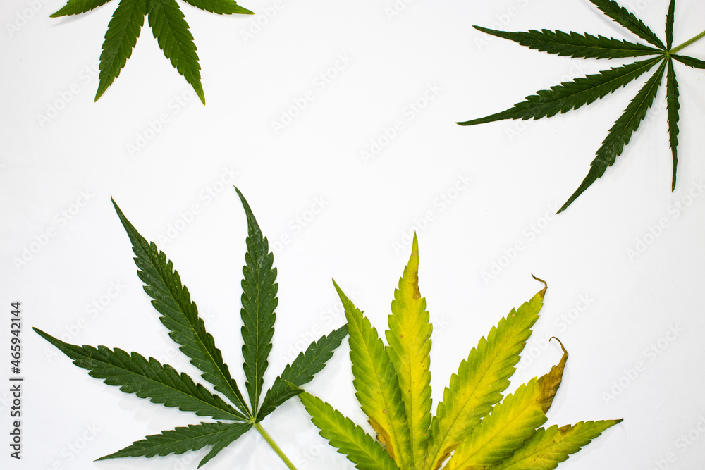 Green cannabis leaves on white background. Minimal marijuana frame for medical cannabis and legalization concept. Green cannabis leaves on white background. Minimal marijuana frame for medical cannabis and legalization concept.