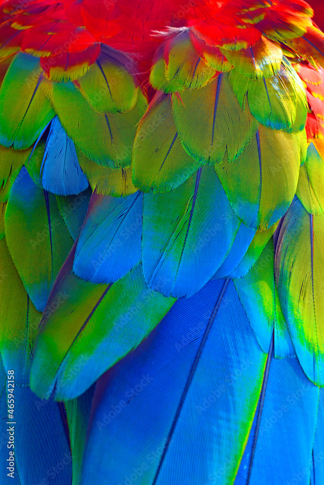 Obraz premium Parrot Feathers 