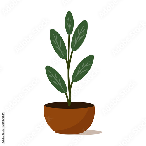 Ficus in a round flower pot. Plant for home and office. Flat style isolated on white background.