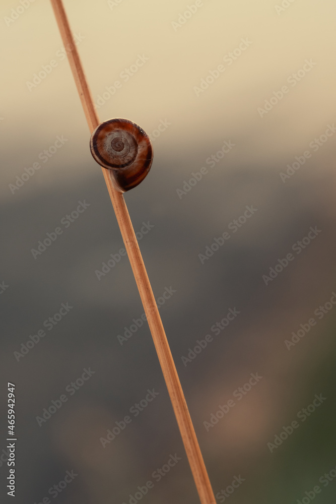 Fototapeta premium Schnecke an einem Pflanzenstiel