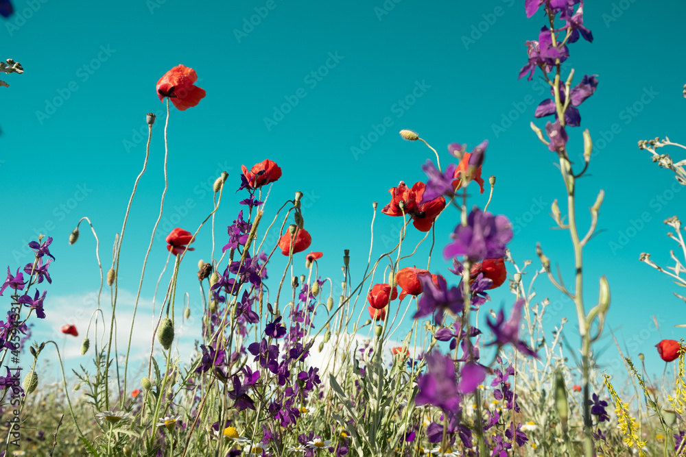 Wildflowers on a background of blue sky. Purple Lavender and red poppies, green grass .. Day. Sunny. Russia.