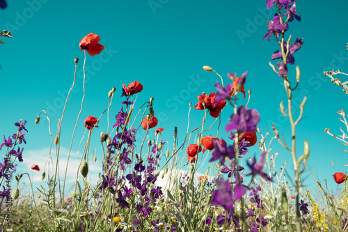 Wildflowers on a background of blue sky. Purple Lavender and red poppies  green grass .. Day. Sunny. Russia.