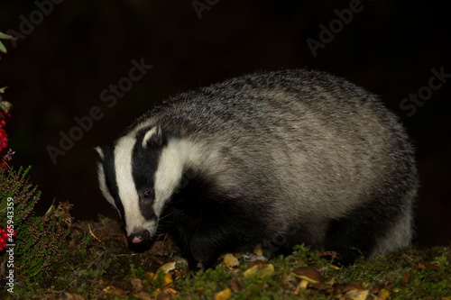 Badger, Scientific name: Meles Meles.  Wild, Eurasian badger foraging in Glen Strathfarrar, Highlands of Scotland at night with red rowna berries and heather.  Facing forward.  Close up.  Copy Space © Anne Coatesy