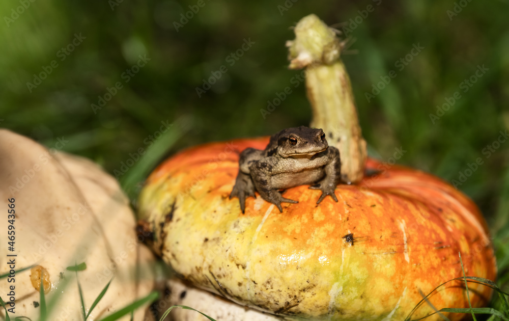 Frog on a pumpkin Frog on a pumpkin