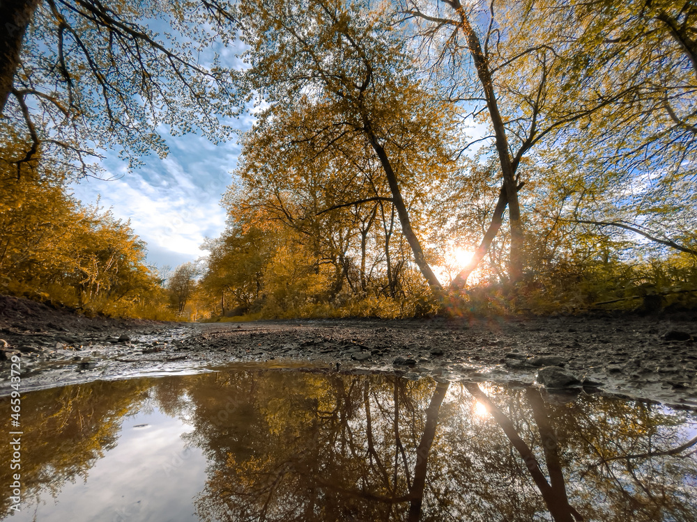 Fototapeta premium Herbstwald