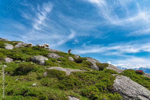 Sheep on the panoramic hiking trail at the Aletsch Glacier near Riederalp