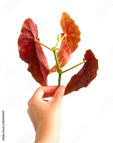 Hand holding cutting of tropical foliage of Begonia maculata Wightii, Polka dot begonia ready for propagation. Isolated on white background, copy space. Green leaves have white spots, red undersides. photo