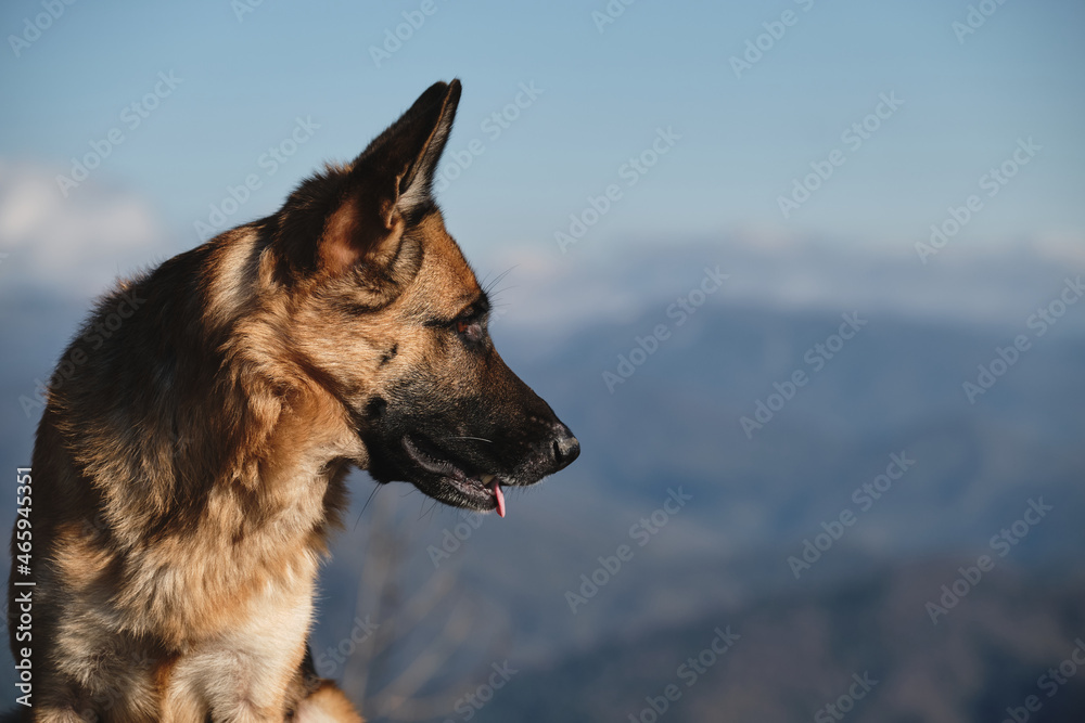 Dog against mountains enjoying freedom and beautiful views of nature national park. Charming thoroughbred pet. German Shepherd travels in mountains in profile view. Dog against mountains enjoying freedom and beautiful views of nature national park. Charming thoroughbred pet. German Shepherd travels in mountains in profile view.