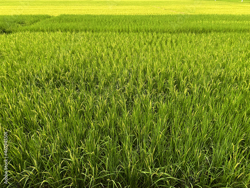 Golden paddy in green rice field. Real nature of countryside in the evening.
