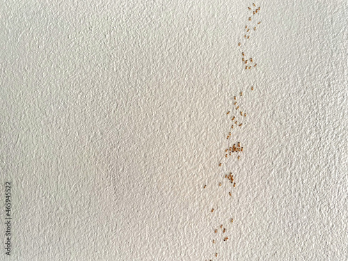 Small red ants selective focus walking on the white concrete in the house