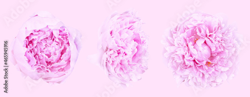 Set of beautiful light pink peony flowers blossom isolated on light pink background. Shallow depth. Soft pastel toned. Floral springtime. Copy space