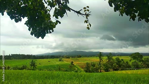 Paddy field view in Tabanan, Bali photo