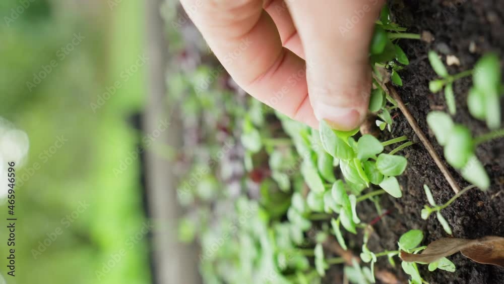 The basil leaves are green natural herb. Selective focus. Growing healthy spices. Vertical video The basil leaves are green natural herb. Selective focus. Growing healthy spices. Vertical video