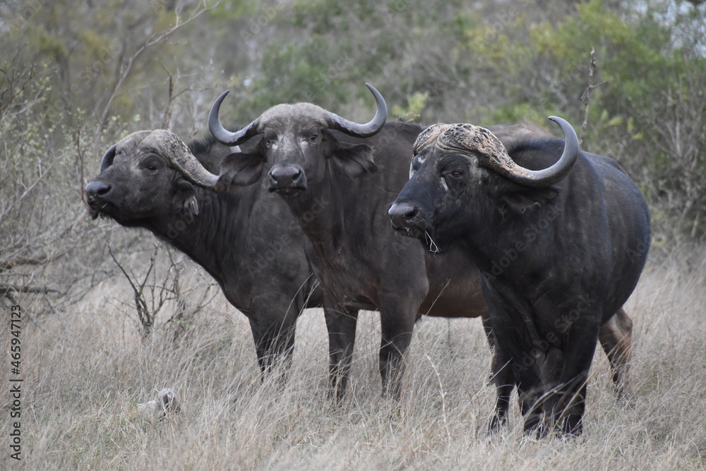 Wildlife in the Kruger National park