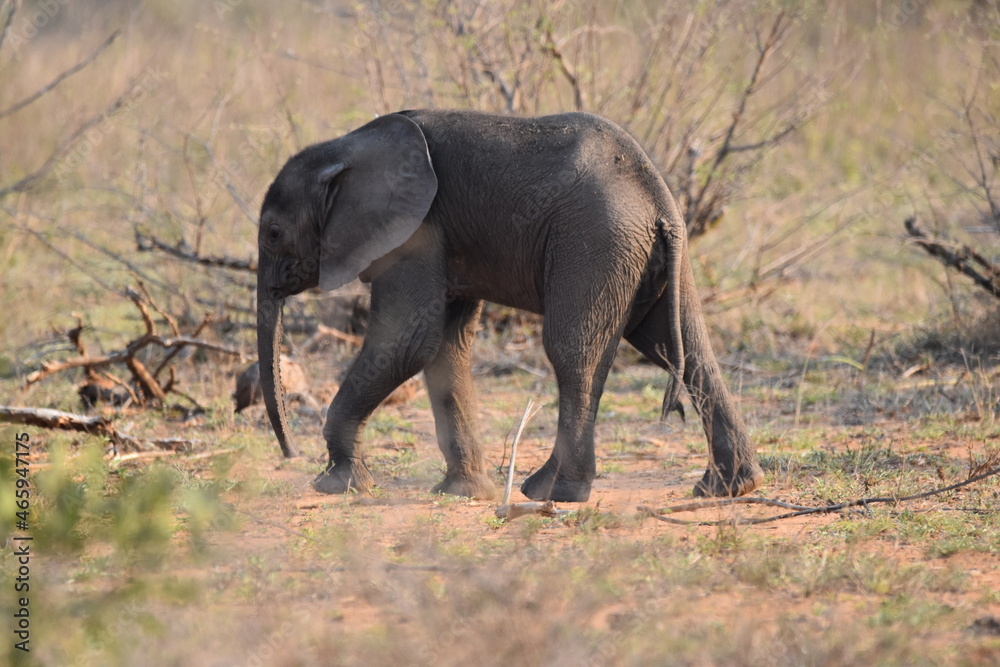 Fototapeta premium Wildlife in the Kruger National park