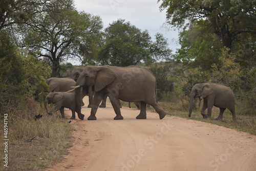 Wildlife in the Kruger National park