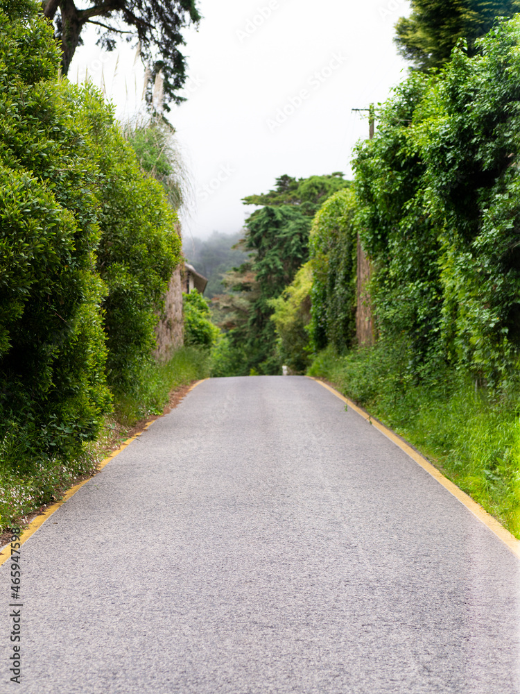 road in the woods