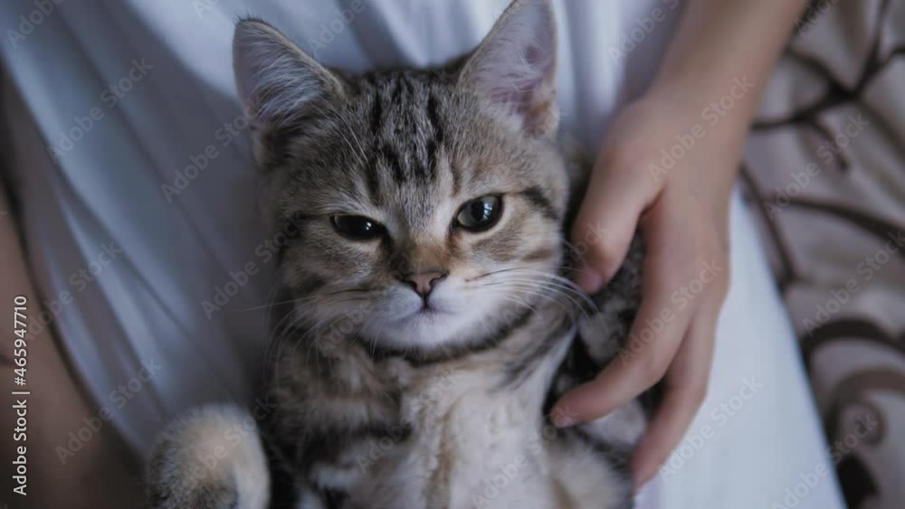 Cute kitty cat lying on knees and looking at camera. Domestic pet with its owner spending time together Cute kitty cat lying on knees and looking at camera. Domestic pet with its owner spending time together