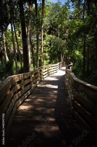 path through forest in summer