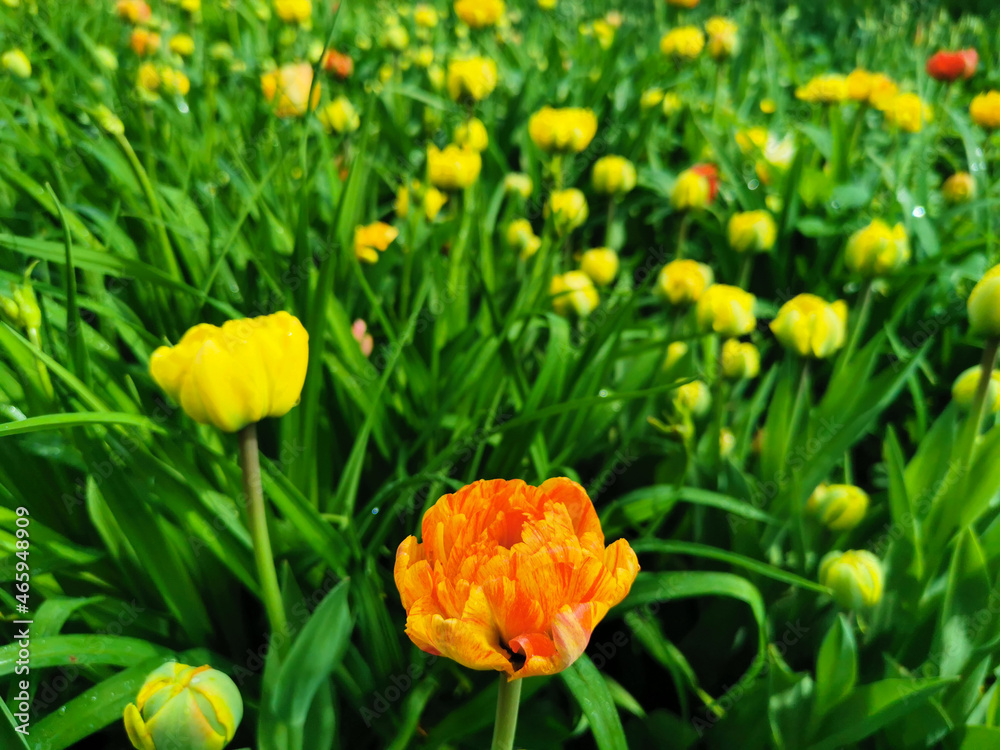 Orange with yellow veins double peony-shaped tulip among green leaves. The festival of tulips on Elagin Island in St. Petersburg. Orange with yellow veins double peony-shaped tulip among green leaves. The festival of tulips on Elagin Island in St. Petersburg.