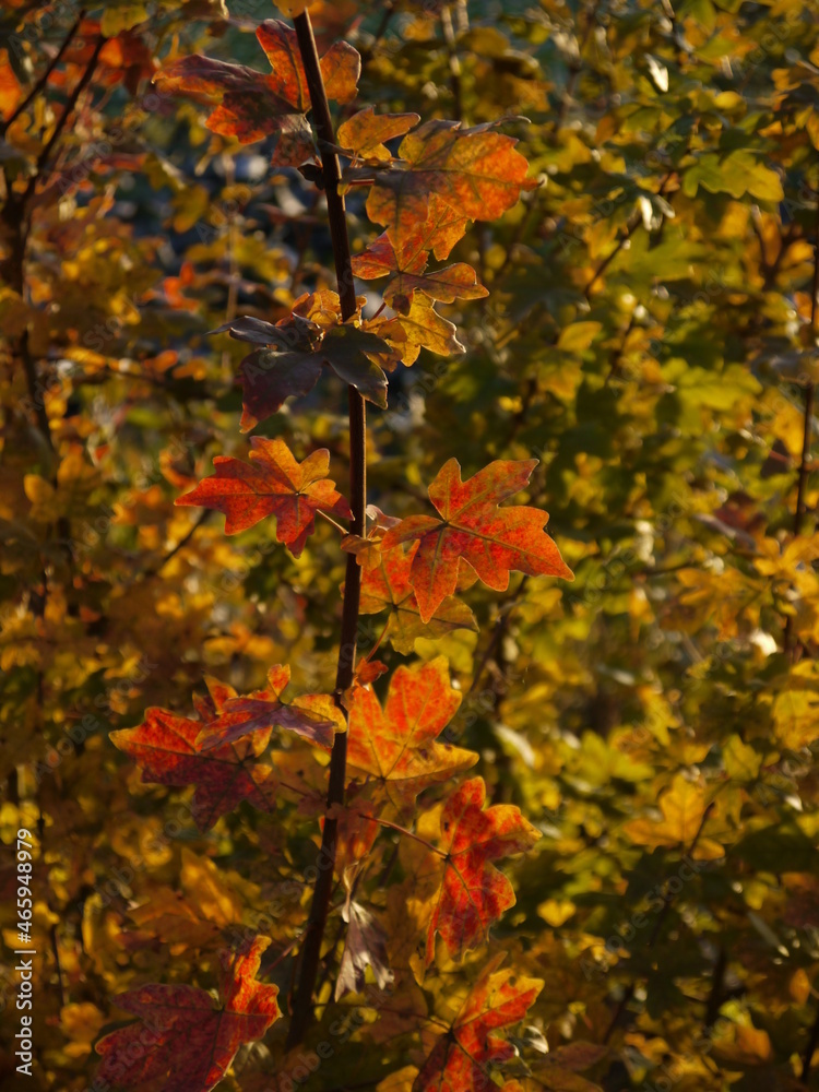 Naklejka premium In der Natur