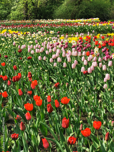 A large flower bed with colorful tulips on the background of trees. The festival of tulips on Elagin Island in St. Petersburg.