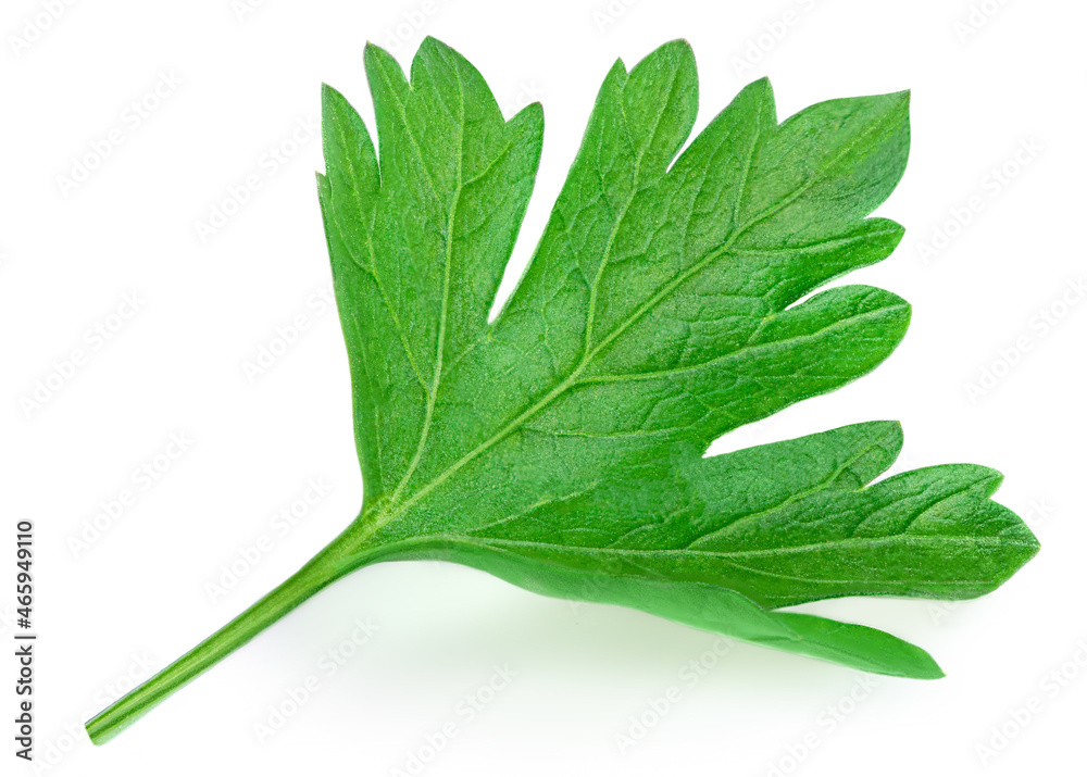 Parsley. Parsley herb isolated on white background. . Parsley. Parsley herb isolated on white background. .