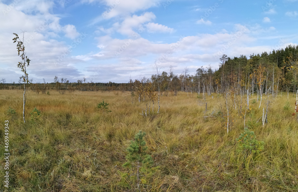 Thin small birches and pines growing in the swamp, among the grass against the background of the forest and the sky with clouds. Thin small birches and pines growing in the swamp, among the grass against the background of the forest and the sky with clouds.